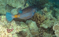 Velidhu - 2013_03_09 - IMG_0277rf_Poisson coffre adulte - Ostracion cubicus_House reef_pmt